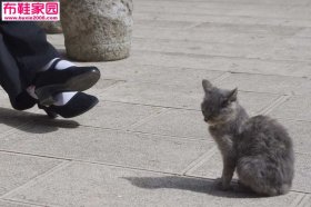  猫咪爱黑高6P 