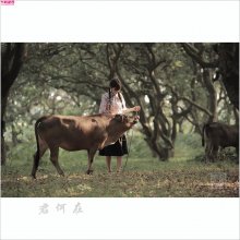  放牛女郎10P 